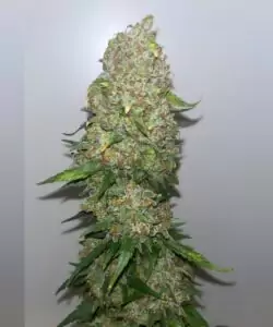 Ernte von 'Crystal Ball Auto (Grapefruit x Cream Brulee Auto)' Cannabis mit getrimmten Buds, die bereit zum Trocknen sind, und die erfolgreiche Ernte von dichten, trichomreichen Blüten zeigen.