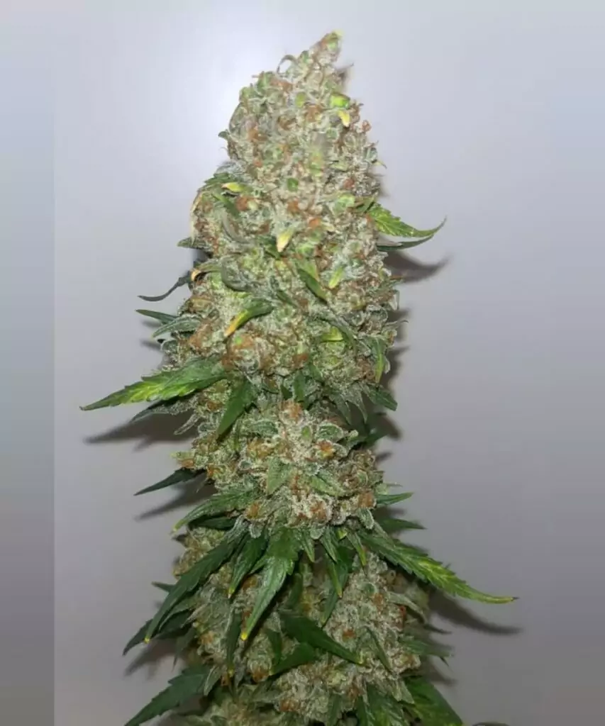 Ernte von 'Crystal Ball Auto (Grapefruit x Cream Brulee Auto)' Cannabis mit getrimmten Buds, die bereit zum Trocknen sind, und die erfolgreiche Ernte von dichten, trichomreichen Blüten zeigen.