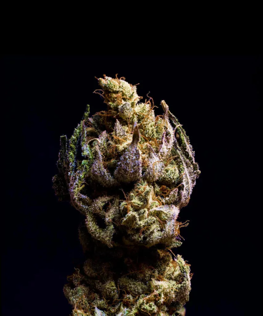 Cured Z Feminized Purple Bud – Hochwertige Sorte mit lebendiger lila Färbung.