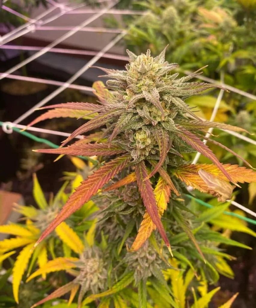 Foto, das die dichten Buds und das mehrfarbige Laub der Amnesia Haze Sativa-Sorte hervorhebt und ihre einzigartigen Merkmale veranschaulicht.