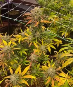 Bild von Amnesia Haze, einer Sativa-Sorte, mit dichten Buds, umgeben von bunten Blättern, die ihr lebendiges Erscheinungsbild hervorheben.