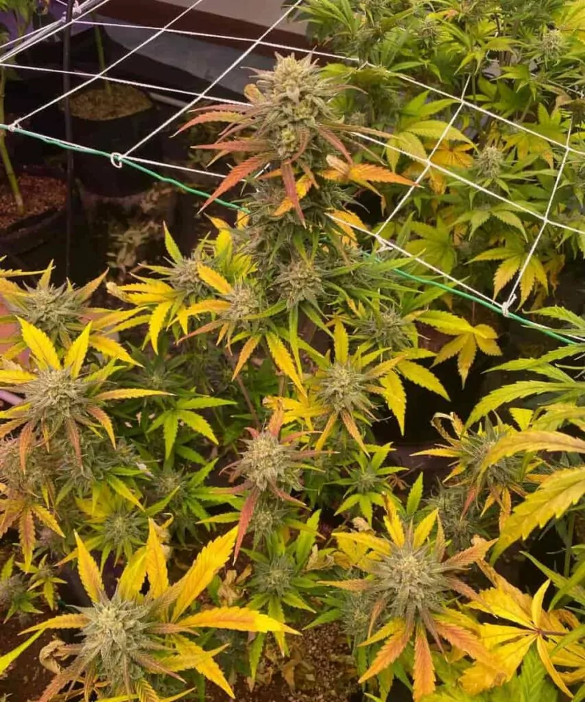 Bild von Amnesia Haze, einer Sativa-Sorte, mit dichten Buds, umgeben von bunten Blättern, die ihr lebendiges Erscheinungsbild hervorheben.