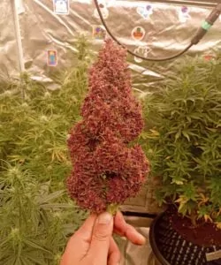 Bild von Papaya Auto mit einem großen, super roten Bud (Cola), das seine beeindruckende Größe und auffällige Färbung betont.