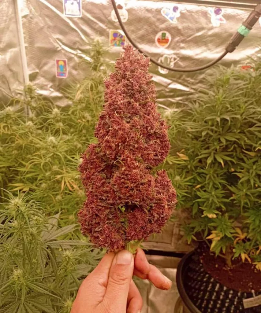 Bild von Papaya Auto mit einem großen, super roten Bud (Cola), das seine beeindruckende Größe und auffällige Färbung betont.