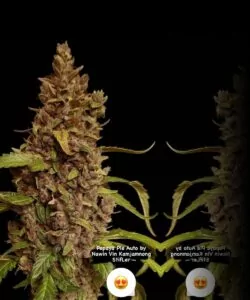 Papaya Pie Auto (Papaya x Strawberry Banana) mit einem steinharten Bud und langen Colas.