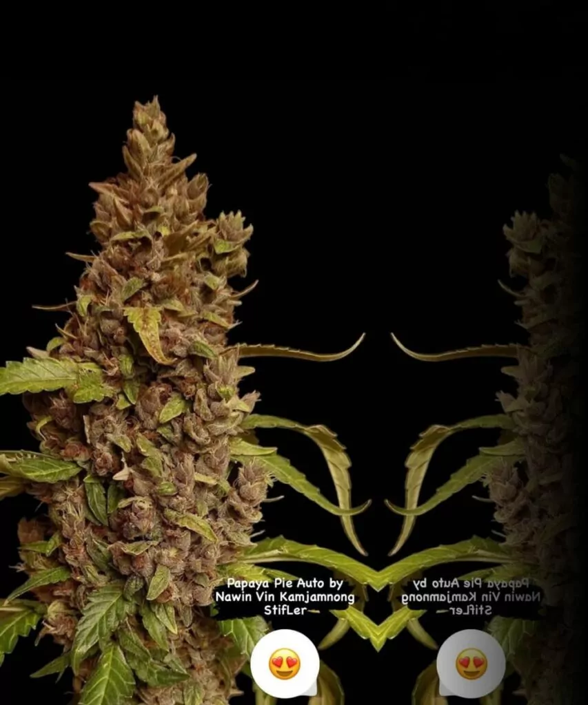 Papaya Pie Auto (Papaya x Strawberry Banana) mit einem steinharten Bud und langen Colas.