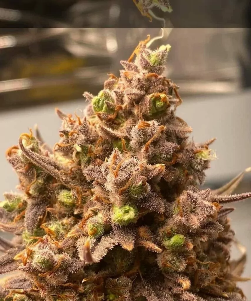 Rainbow-Runtz-Auto- Rainbow Runtz Auto Cannabis-Sorte, die eine auffällige rote Blüte zeigt und ihre markante Farbe sowie den reifen Wachstumszustand hervorhebt.