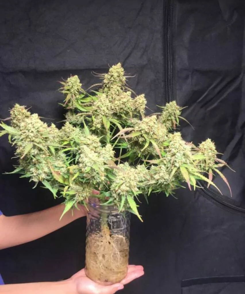 Rainbow-Runtz-Auto-1 Bild der Rainbow Runtz Auto, das ihre dichten Buds zeigt und die reiche und kompakte Blütenstruktur der Sorte hervorhebt.