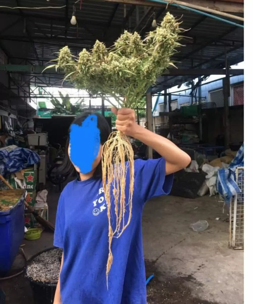 Rainbow-Runtz-Auto Foto, das die weißen, gesunden und starken langen Wurzeln der Rainbow Runtz Auto zeigt und das kräftige Wurzelsystem sowie die allgemeine Pflanzengesundheit betont.