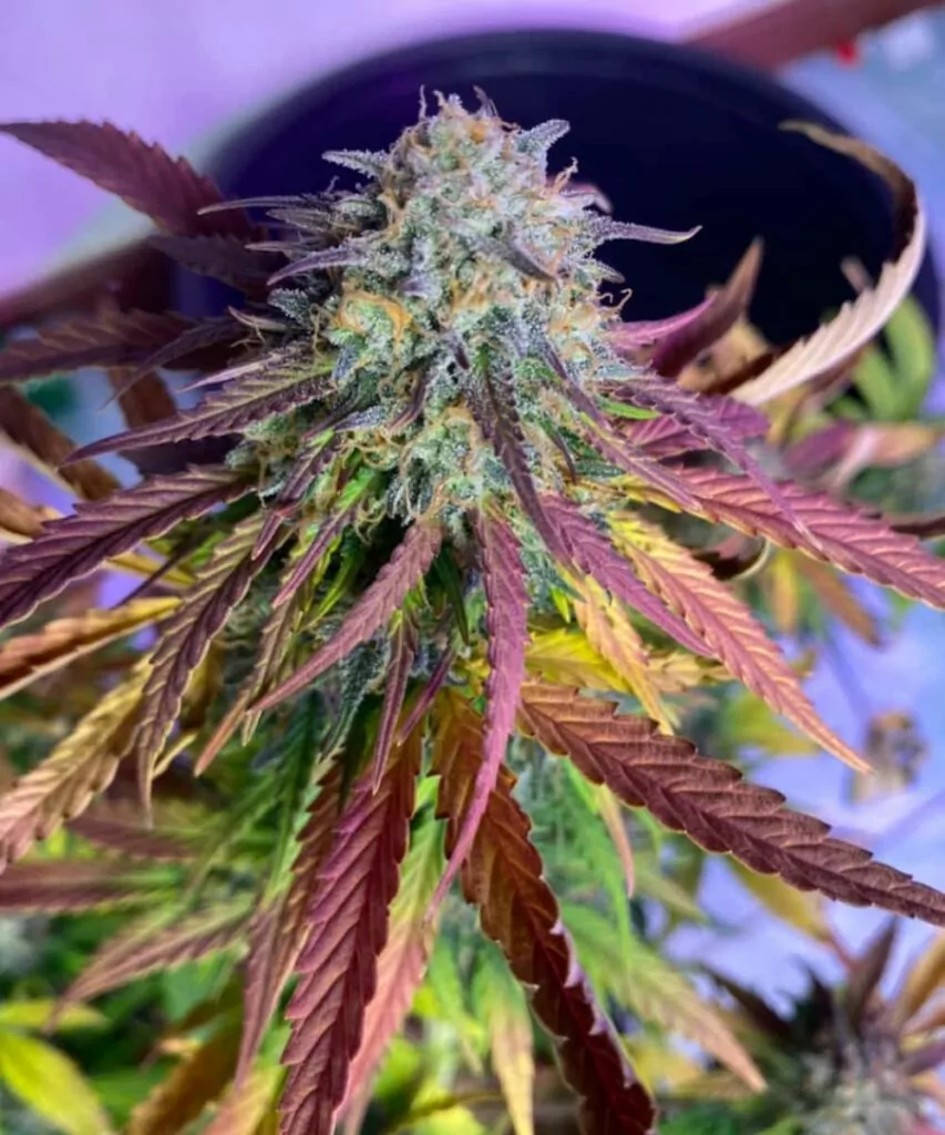 Foto der Creme Brulee Auto Indica-Sorte mit ihren soliden, dicht gepackten Buds, die die robuste und kompakte Natur der Sorte betonen.