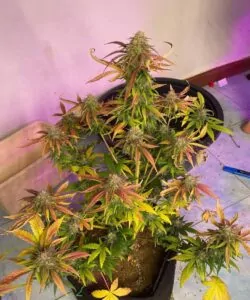 Bild, das Creme Brulee Auto, eine Indica-Sorte, zeigt, mit dichten, steinharten Buds, die auf ihre potente Qualität hinweisen.