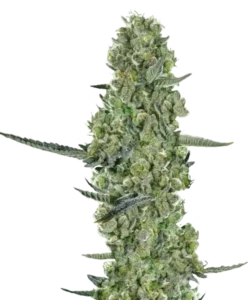 Bild, das die reife Apple Fritter Sorte zeigt, die aus 31% hoch-THC Samen angebaut wurde, mit dichten, THC-reichen Buds, die bereit zur Ernte sind und die außergewöhnliche Potenz und Qualität der Sorte hervorheben.