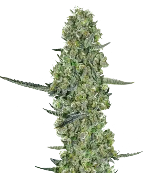 Bild, das die reife Apple Fritter Sorte zeigt, die aus 31% hoch-THC Samen angebaut wurde, mit dichten, THC-reichen Buds, die bereit zur Ernte sind und die außergewöhnliche Potenz und Qualität der Sorte hervorheben.