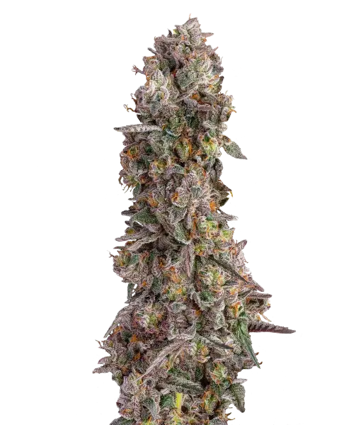 Bild der reifen Black Runtz Sorte, die aus 30% hoch-THC Samen angebaut wurde, mit dunklen, harzigen Buds, die bereit zur Ernte sind und die einzigartigen und begehrten Eigenschaften dieser Premium-Sorte hervorheben.