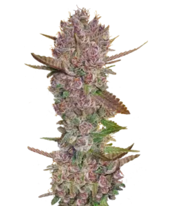 Bild der reifen Blackberry Kush Sorte, die aus 30% hoch-THC Samen angebaut wurde, mit tiefvioletten, potenten Buds, die bereit zur Ernte sind und die kraftvollen Indica-Effekte dieser Premium-Sorte betonen.