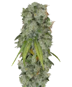 Bild der reifen Gush Mints Sorte, die aus 35% hoch-THC Samen angebaut wurde, mit dichten, THC-reichen Buds, die bereit zur Ernte sind und die außergewöhnliche Potenz sowie die hybride Vitalität dieser Premium-Sorte hervorheben.