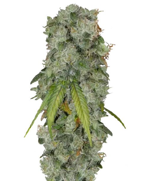 Bild der reifen Gush Mints Sorte, die aus 35% hoch-THC Samen angebaut wurde, mit dichten, THC-reichen Buds, die bereit zur Ernte sind und die außergewöhnliche Potenz sowie die hybride Vitalität dieser Premium-Sorte hervorheben.