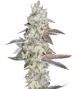 Bild der reifen Kush Mints Sorte, eine Hybridsorte, die dichte, minzig-grüne Buds zeigt, die bereit zur Ernte sind, und ihre überlegenen Eigenschaften sowie ihre Herkunft aus Oakland betont.