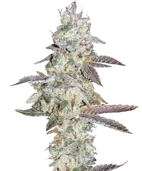 Bild der reifen Kush Mints Sorte, eine Hybridsorte, die dichte, minzig-grüne Buds zeigt, die bereit zur Ernte sind, und ihre überlegenen Eigenschaften sowie ihre Herkunft aus Oakland betont.