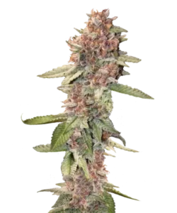 Bild der reifen Lemon Cherry Gelato Sorte, eine der am besten schmeckenden Sorten, die lebendige, trichomreiche Buds zeigt, die bereit zur Ernte sind, und ihre beliebte Geschmacksrichtung sowie die außergewöhnliche Qualität der Lemon Cherry Gelato Samen hervorhebt.