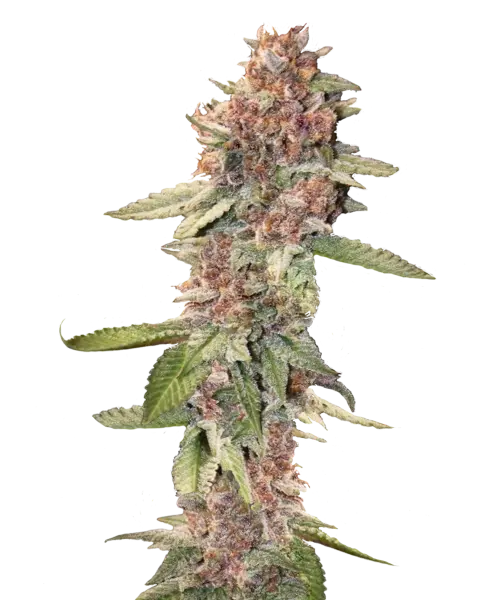 Lemon Cherry Gelato Strain Lemon Cherry Gelato