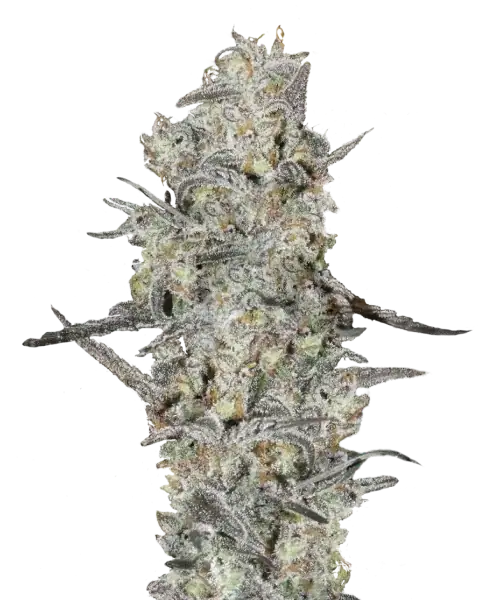 Bild der reifen Mac 1 Sorte, eine Hybridsorte, mit kristallbedeckten, robusten Buds, die bereit zur Ernte sind und ihre unübertroffene Qualität sowie ihre Spitzenperfektion hervorheben.