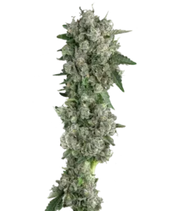 Bild der reifen Peanut Butter Breath Sorte, eine Hybridsorte, mit dichten, nussig duftenden Buds, die bereit zur Ernte sind und ihre einzigartigen, kulinarisch inspirierten Aromen hervorheben.