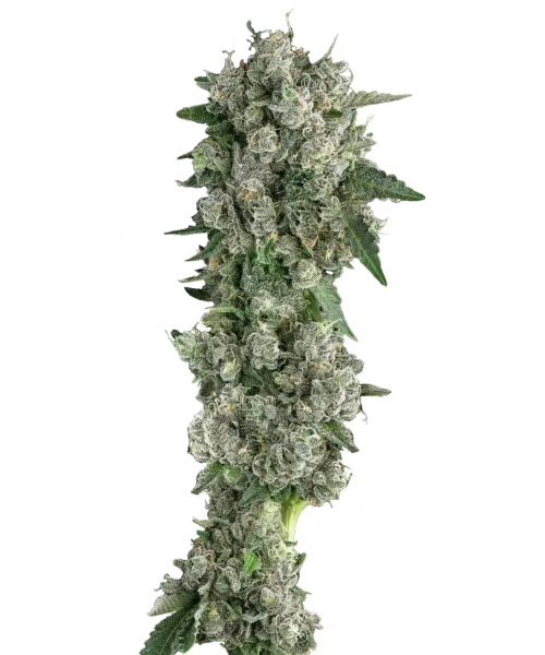 Peanut Butter Breath Strain Peanut Butter Breath