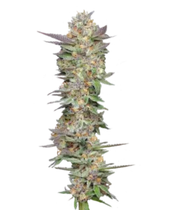 Bild der reifen Pink Runtz Sorte, eine lebendige violette Sorte, die bunte, zuckerhaltige Buds zeigt, die bereit zur Ernte sind und ihre einzigartige Mischung aus sinnlichen und geselligen Effekten hervorheben.