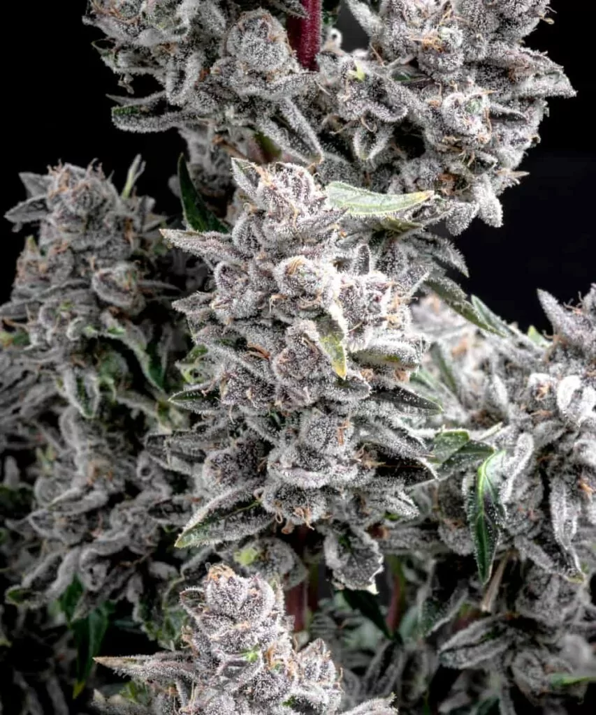 Pink Wasabi Auto Strain-1 Lebendige, rosa getönte Buds der Pink Wasabi-Sorte mit einem markanten Wasabi-Kick.