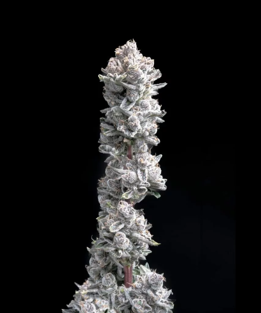 Pink Wasabi Auto Strain-2 Dichte, farbenfrohe Buds der Pink Wasabi Cannabis-Sorte, die würzige und süße Noten kombinieren.