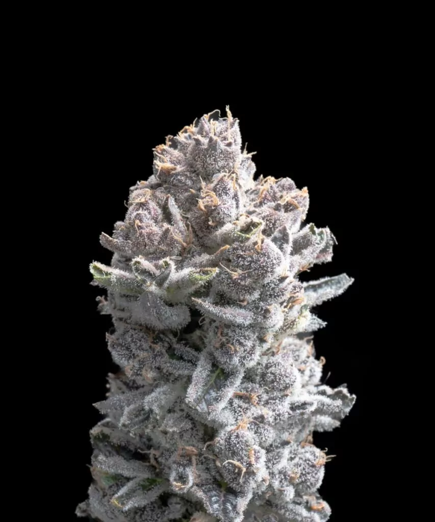 Pink Wasabi Auto Strain Pink Wasabi-Sorte, die lebendige, rosa getönte Buds mit einem scharfen, würzigen Duft zeigt.