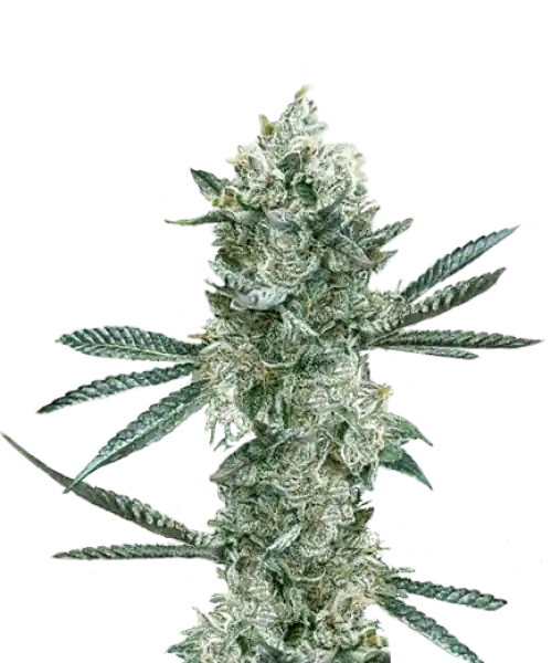 Bild der reifen RS11 Sorte, die aus 33% hoch-THC Samen angebaut wurde, mit üppigen, lebhaften Buds, die bereit zur Ernte sind und den Höhepunkt von Qualität und Exzellenz exemplifizieren.
