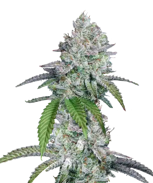Slurricane
