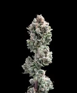 Spicy Pupusa Auto-Sorte mit dichten, aromatischen Auto-Flowering-Buds.
