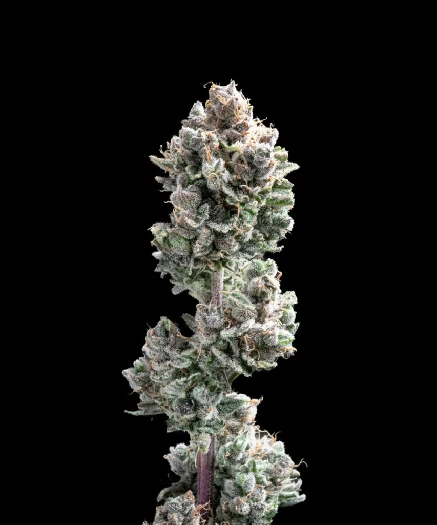Spicy Pupusa Auto-Sorte mit dichten, aromatischen Auto-Flowering-Buds.