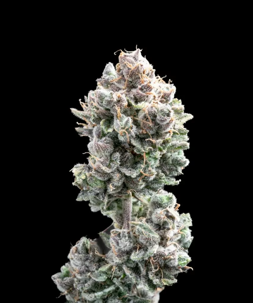 Spicy Pupusa Auto Cannabis, das dichte Buds mit einem einzigartigen würzigen Aroma zeigt.