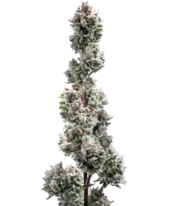Bild der reifen Spicy Pupusa Sorte, die aus Autoflower-Samen angebaut wurde, mit robusten, aroma-reichen Buds, die bereit zur Ernte sind und die einzigartige Mischung aus würzigen Aromen und ausgewogenen Effekten hervorheben, die diese außergewöhnliche Sorte auszeichnen.