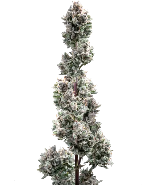 Bild der reifen Spicy Pupusa Sorte, die aus Autoflower-Samen angebaut wurde, mit robusten, aroma-reichen Buds, die bereit zur Ernte sind und die einzigartige Mischung aus würzigen Aromen und ausgewogenen Effekten hervorheben, die diese außergewöhnliche Sorte auszeichnen.