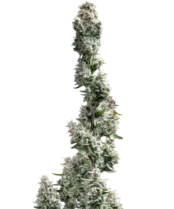 Bild der reifen Watermelon Mimosa Sorte, mit saftigen, THC-reichen Buds, die bereit zur Ernte sind und die euphorischen Effekte sowie die hohen THC-Werte der Watermelon Mimosa Samen hervorheben.