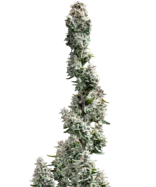 Watermelon Mimosa Strain Watermelon Mimosa