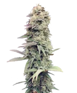 Bild der reifen White Truffle Sorte, mit dichten, frostigen Buds, die bereit zur Ernte sind und die Premium-Indica-Hybrid-Eigenschaften der White Truffle Samen hervorheben.