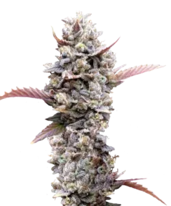 Bild der reifen Zoap Sorte, eine Hybridsorte, mit lebhaften Buds, die bereit zur Ernte sind und die einzigartigen Eigenschaften ihrer Rainbow Sherbet und Pink Guava Genetik hervorheben.