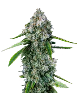 Bild der reifen Watermelon Z Sorte, mit lebhaften, tropischen Farbtönen der Buds, die bereit zur Ernte sind und die Leichtigkeit des Anbaus im Freien sowie die Pracht ihrer Indica-Eigenschaften in den Watermelon Z Samen hervorheben.