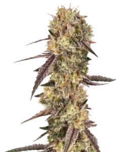 Bild der Biscotti Cannabis-Sorte, die aus Indica-Samen gezogen wurde, eine 80% Indica, mit kompakten, harzigen Buds und bernsteinfarbenen Trichomen sowie tiefgrünen Blättern, die ihr robustes, aromatisches Profil widerspiegeln.