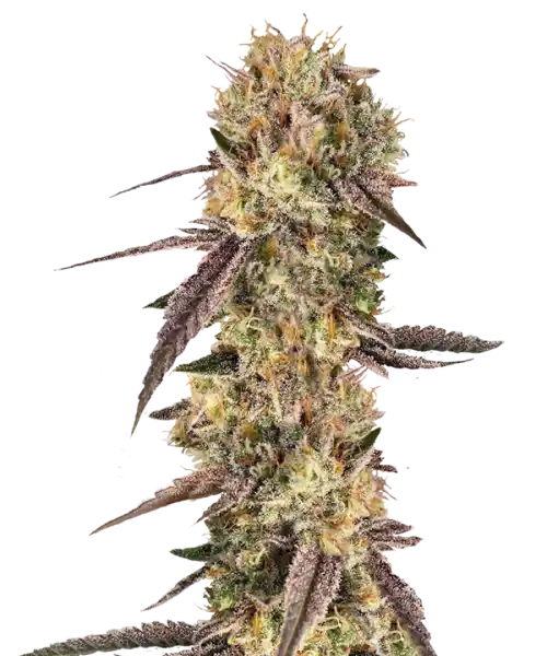 Bild der Biscotti Cannabis-Sorte, die aus Indica-Samen gezogen wurde, eine 80% Indica, mit kompakten, harzigen Buds und bernsteinfarbenen Trichomen sowie tiefgrünen Blättern, die ihr robustes, aromatisches Profil widerspiegeln.