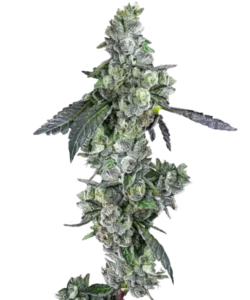 In diesem Bild ist die ausgewachsene Blue Dream-Sorte zu sehen, die dichte und lebendige grüne Buds mit blauen Nuancen zeigt, die unter einer Schicht kristallartiger Trichome glänzen. Diese Buds, die ihre Sativa-dominanten Eigenschaften präsentieren, wecken ein Gefühl von Potenz und Anziehungskraft.