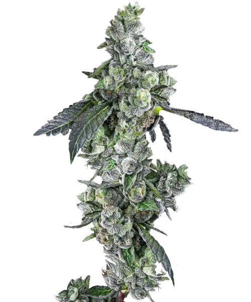 Blue Dream Strain Blue Dream