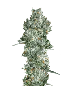 Bild der GMO Cannabis-Pflanze, die aus Indica-Samen gezogen wurde, mit dichten, glänzenden Buds und lebendigen grünen Blättern sowie lila Akzenten, die ihre starke Potenz zur Schau stellen.