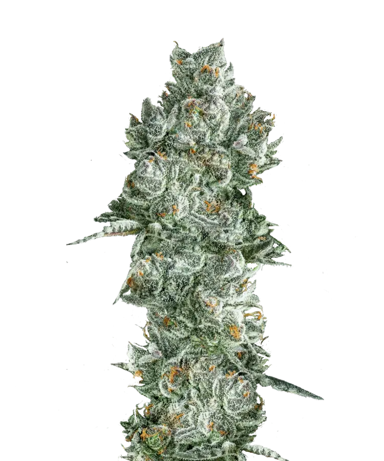 GMO